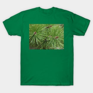 Pine needles T-Shirt